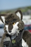H-Con 11 © Nighthoof